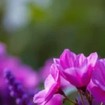 هنتاوي.com
